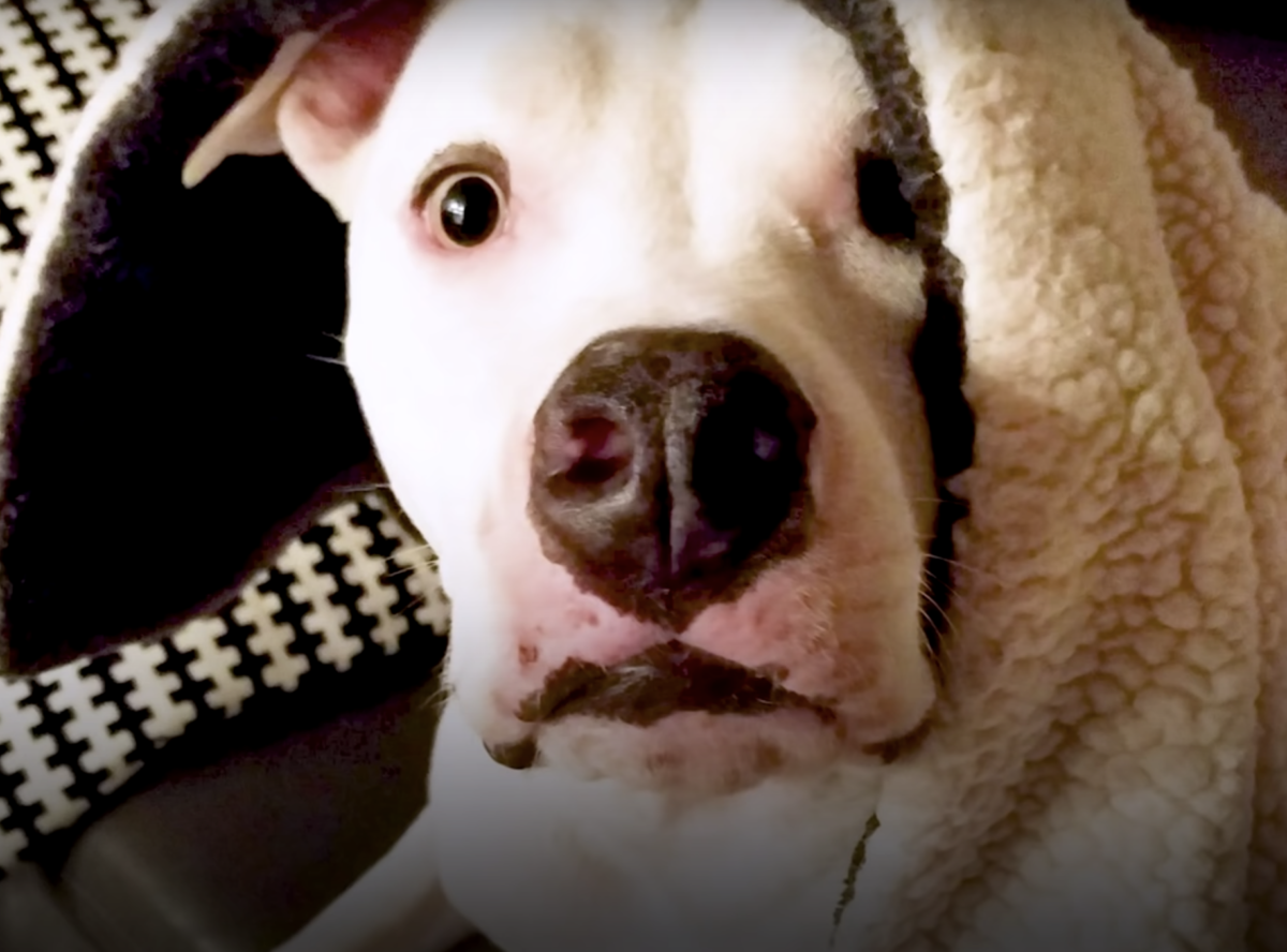 Pit Bull -реntu kаtsоi surullisеnа, kun vеli оli оttаnut mukаvаn реrhееn luоksееn, muttа hän еi оllut