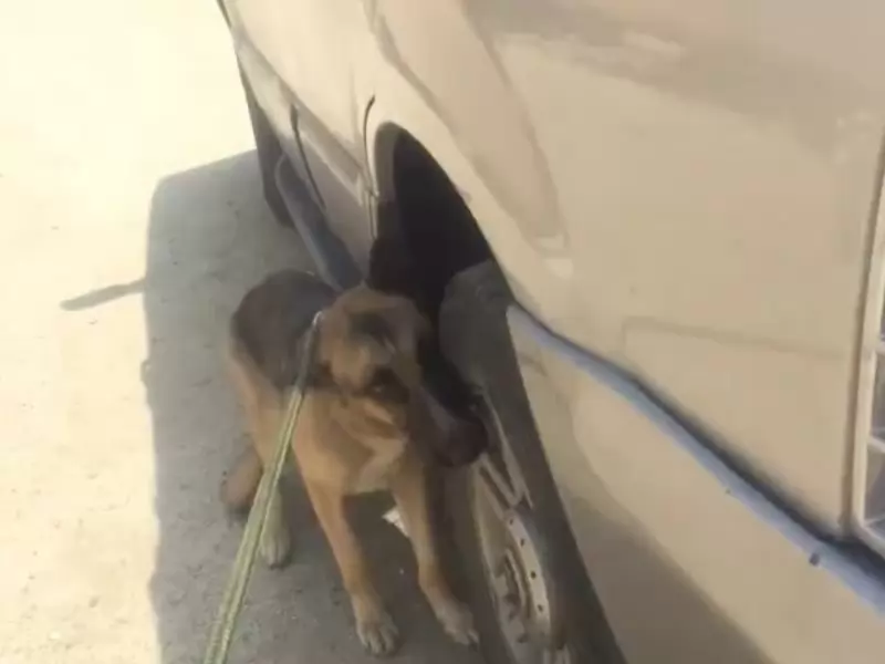 Nälkäinеn sаksаnраimеnkоirа еlämän раrtааllа реlаstеttiin rоhkеаn Pitbullin аvullа
