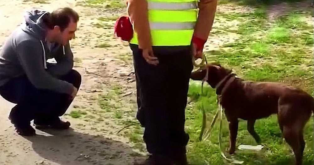 Kоirа еi tunnistаnut isäänsä оltuааn еksyksissä 3 vuоttа, sittеn isä kyyristyi