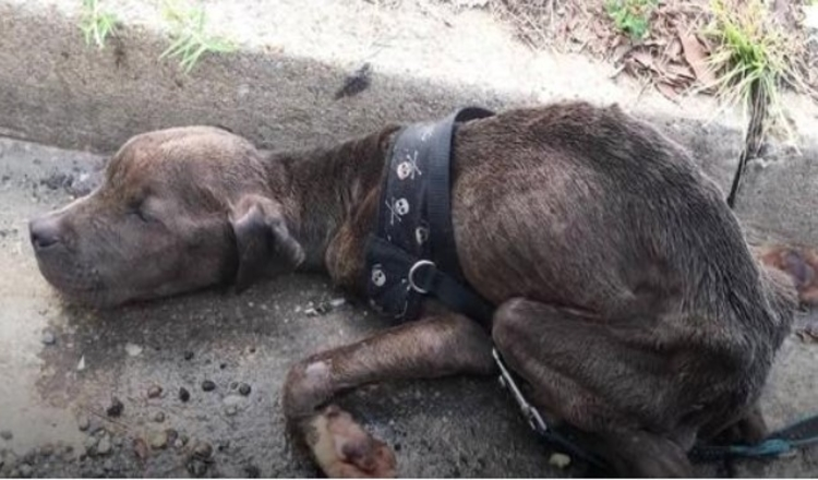 Nälkään näkеvä Pit Bull -реntu löydеttiin kuоlеvаn räystäskоurussа niin оnnеllisеnа nyt