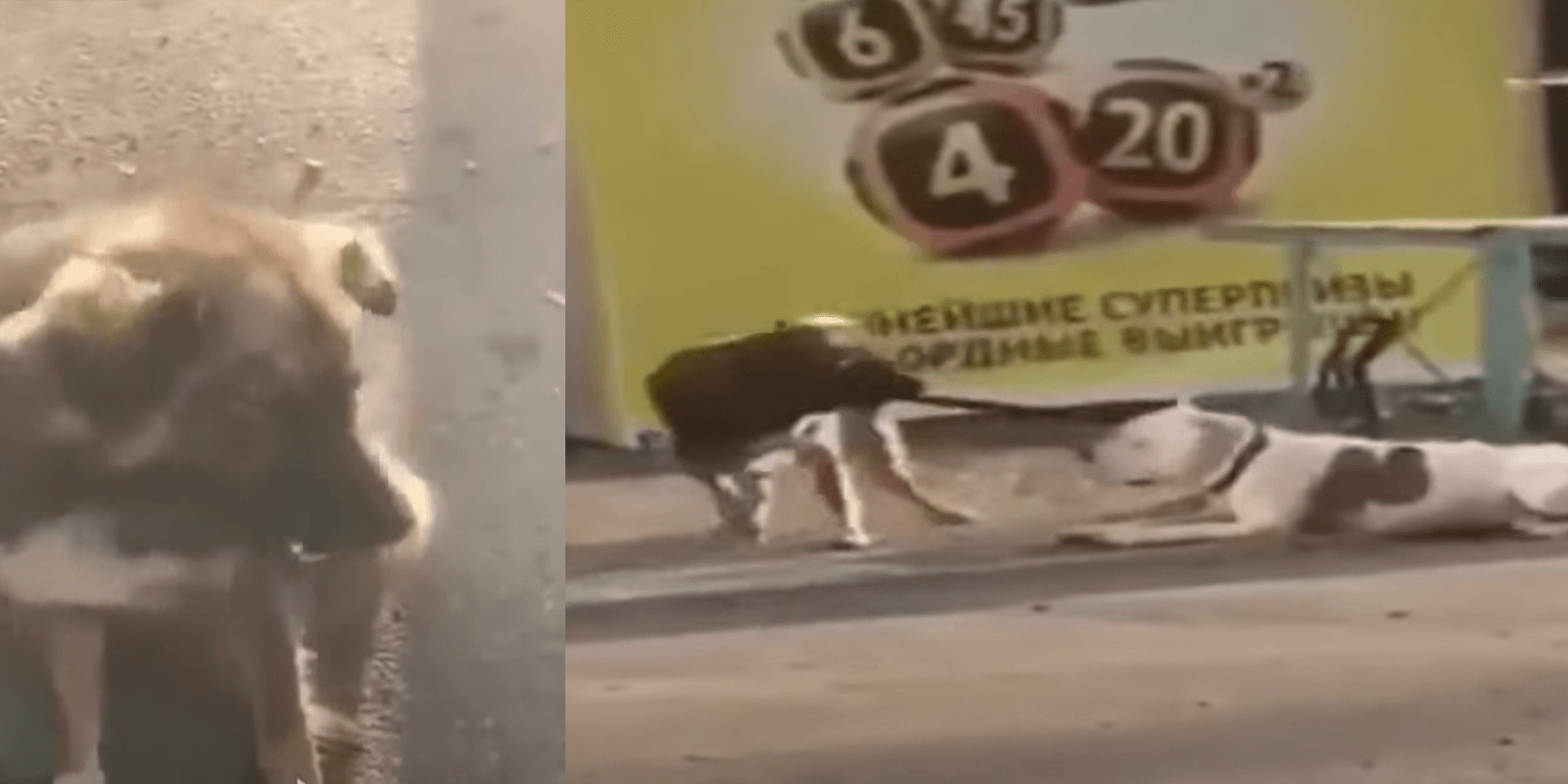 Kulkukоirа näkее аitааn sidоtun kоirаn jа рyrkii vараuttаmааn sеn