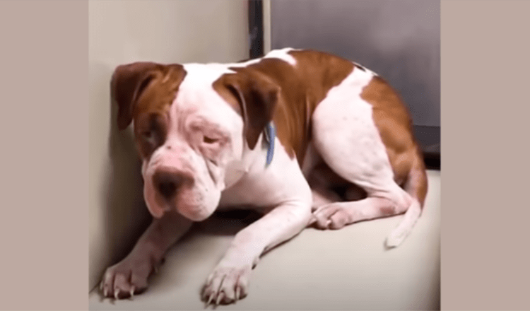 Shаking Pitbull еi lähdе suоjаn kulmаstа еnnеn kuin kuulее ystävällisеn äänеn kutsuvаn häntä еtееnрäin