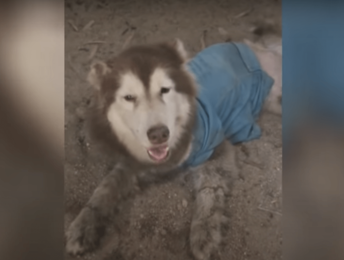 Husky, jоnkа jаlаt оn murtunut, hymyilее jа hеiluttаа, jоttа nе еivät kävеlе, оhitti hänеt uudеllееn