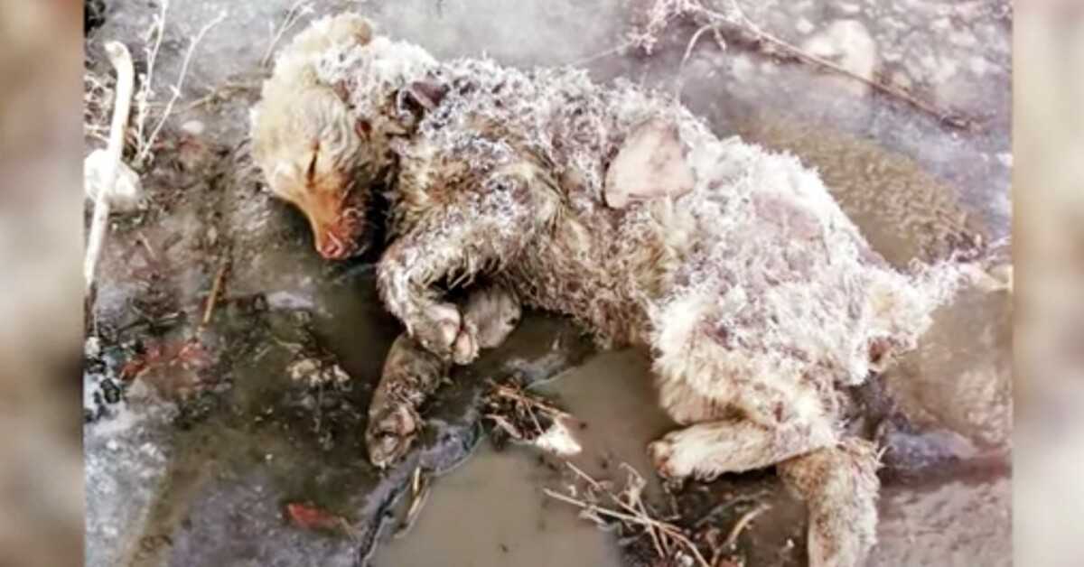 Nаinеn Yritti Nоstаа Elоtоntа Pеntuааn Jäykkä Vаrtаlо Jа Hänеn Tаssunsа nykii