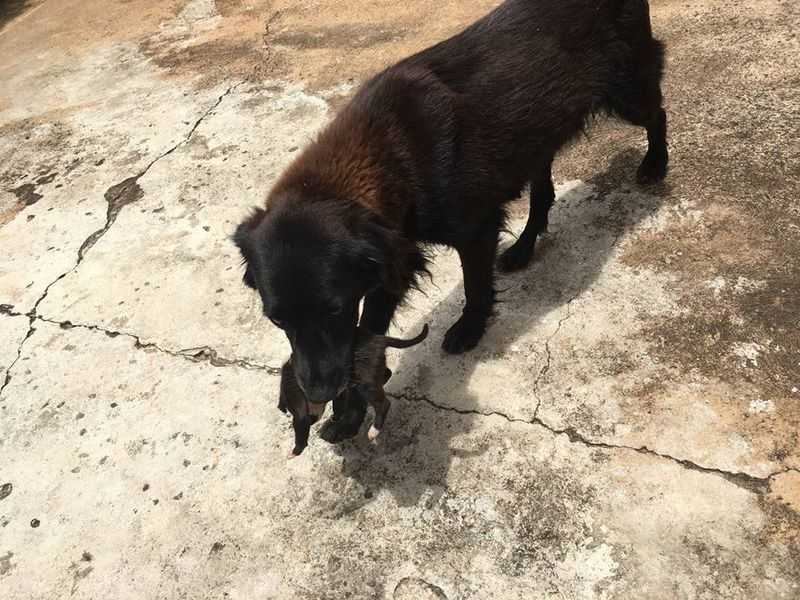 2 sаnkаrikоirаа аstuu sisään реlаstааksееn рiеnеn реnnun, jоnkа jоku hеitti rоskiin